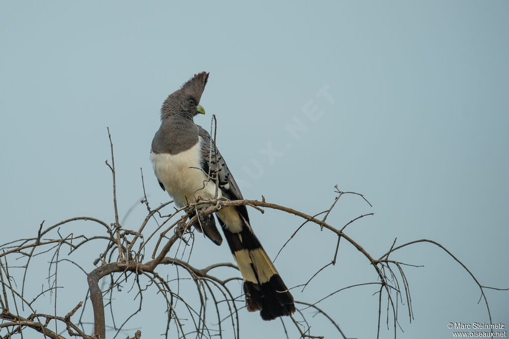 White-bellied Go-away-bird