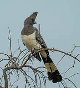 White-bellied Go-away-bird