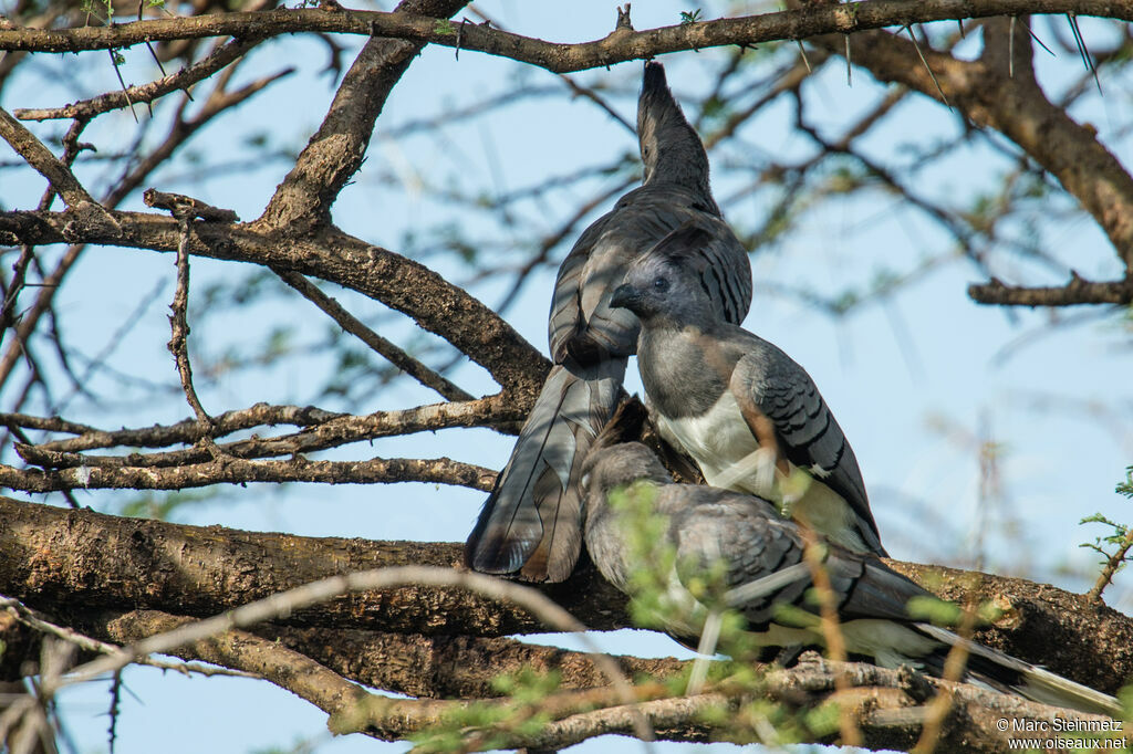 White-bellied Go-away-bird