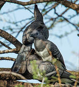 White-bellied Go-away-bird