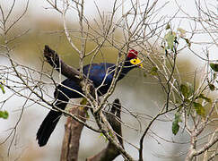 Ross's Turaco