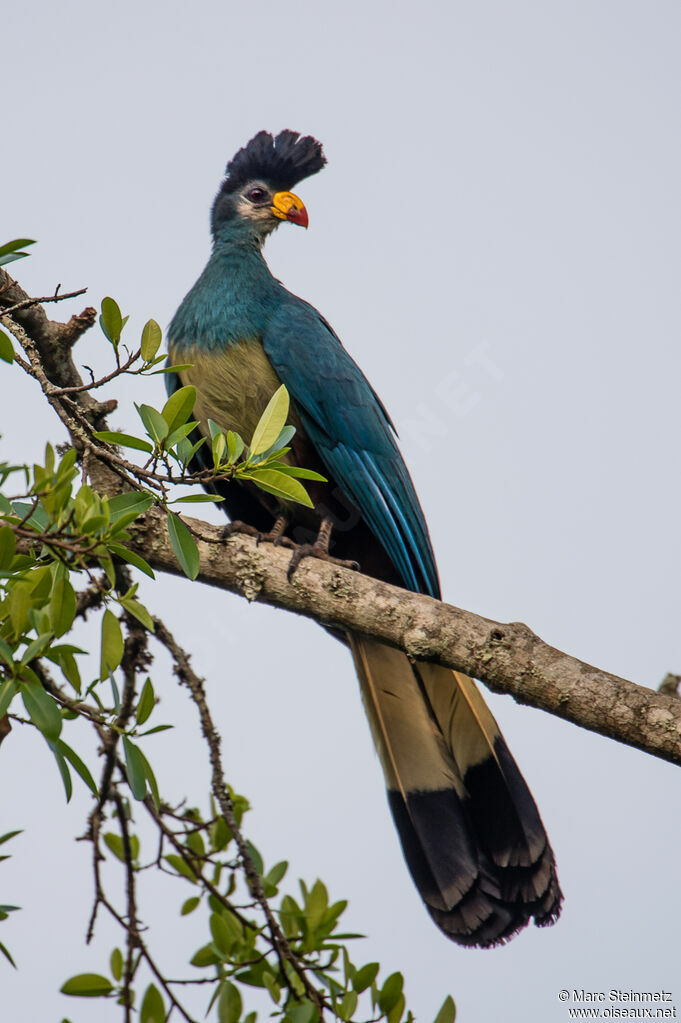 Great Blue Turaco