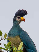 Great Blue Turaco