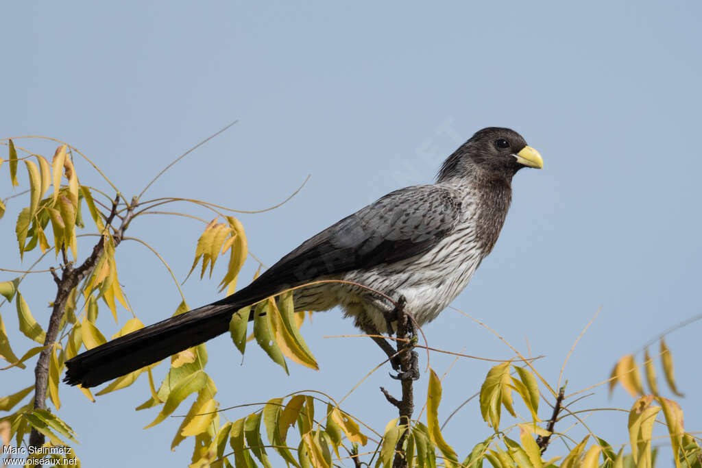 Touraco grisadulte, identification