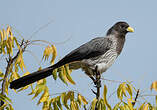 Touraco gris