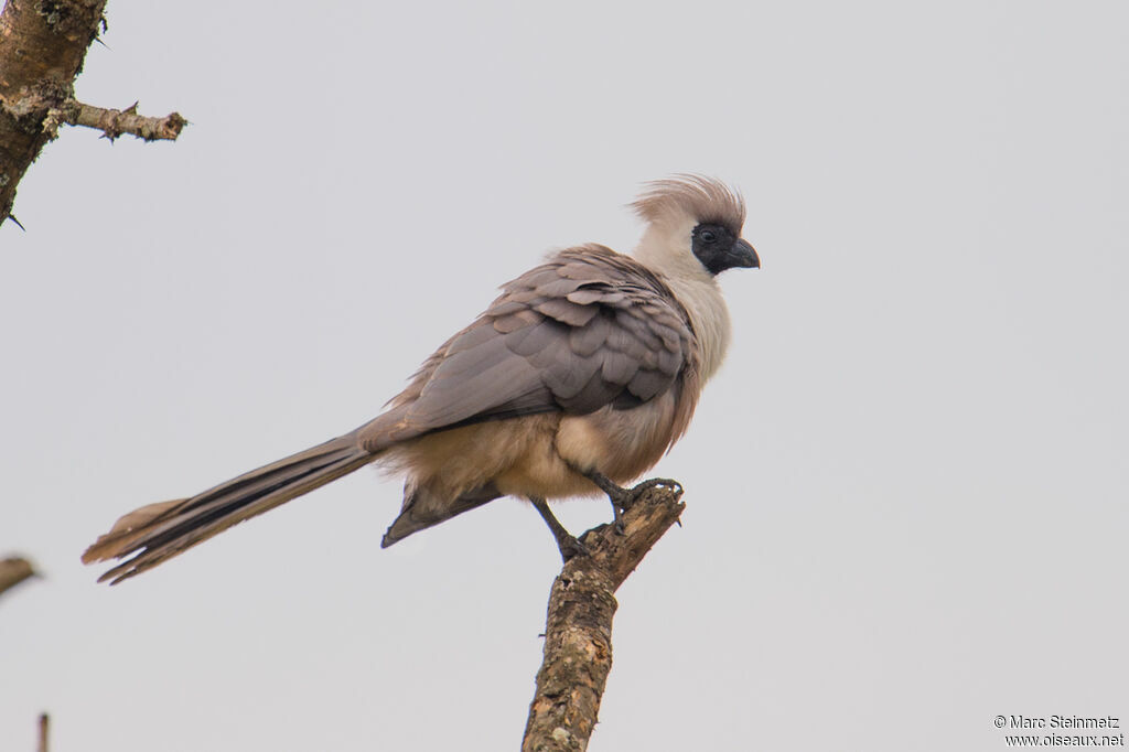 Bare-faced Go-away-bird