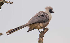 Bare-faced Go-away-bird