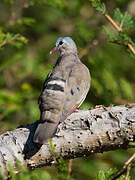 Blue-spotted Wood Dove