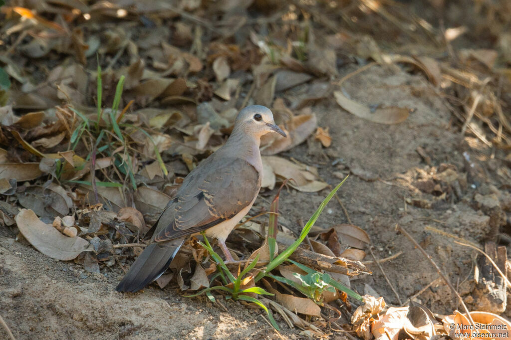 Black-billed Wood Dove