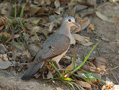 Black-billed Wood Dove