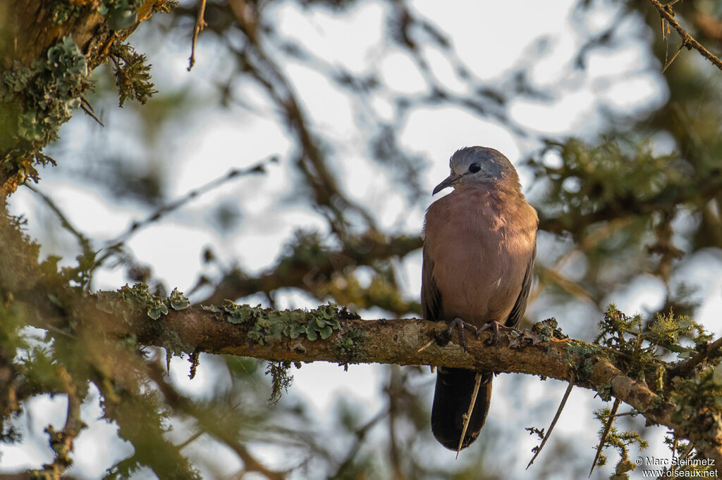 Emerald-spotted Wood Dove