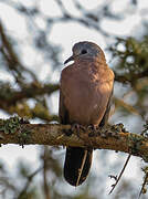 Emerald-spotted Wood Dove