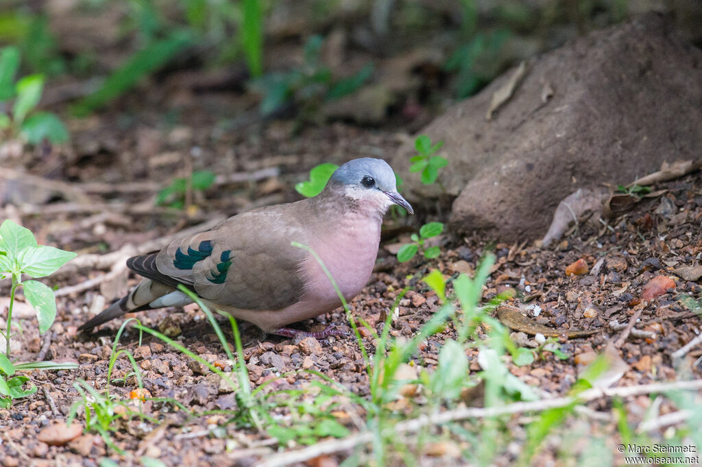 Emerald-spotted Wood Dove