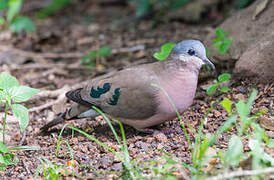 Emerald-spotted Wood Dove