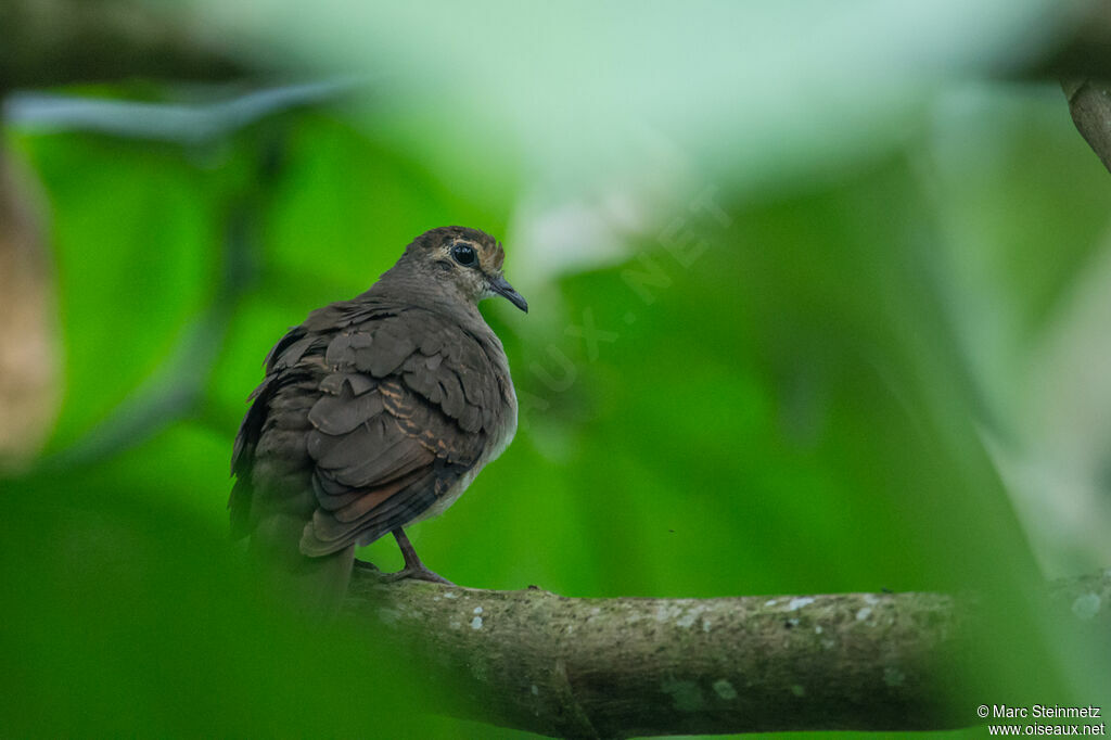 Tambourine Dove