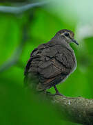 Tambourine Dove