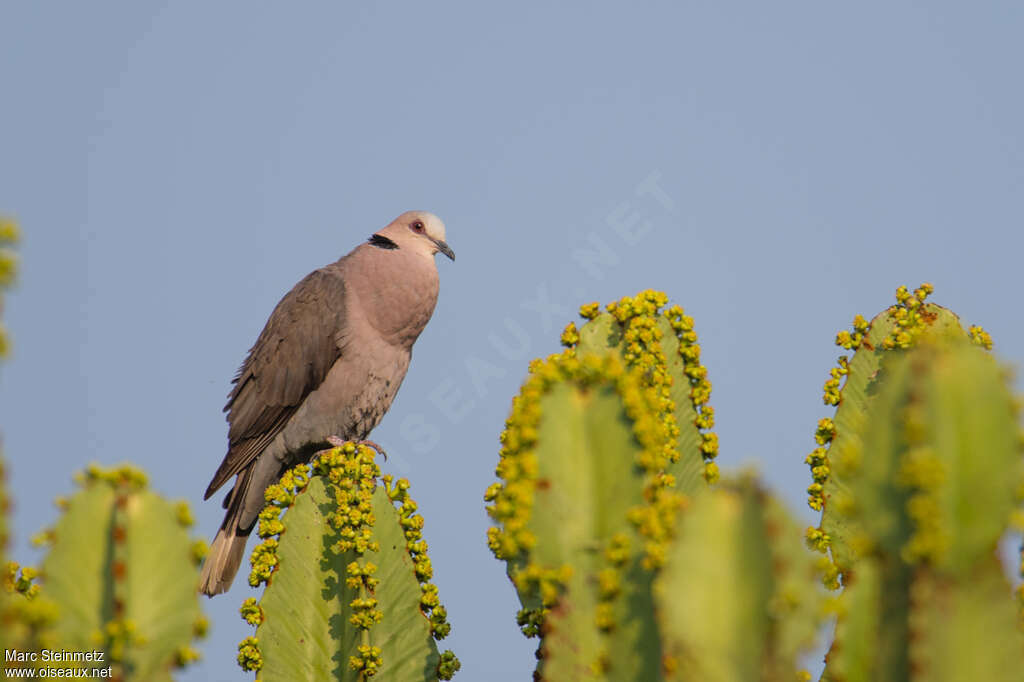 Red-eyed Dove male adult, pigmentation, song