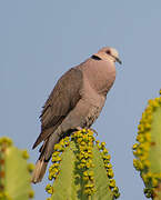 Red-eyed Dove