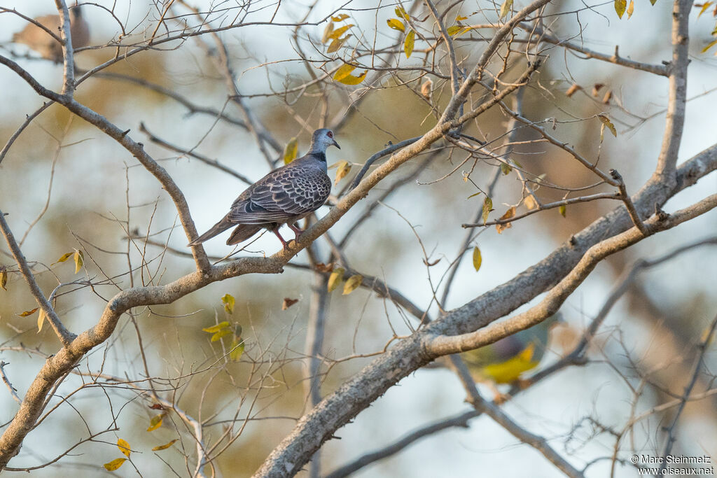 Adamawa Turtle Dove