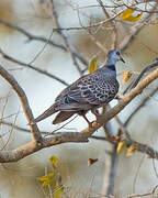 Adamawa Turtle Dove