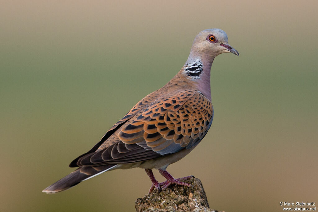 European Turtle Dove