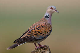 European Turtle Dove