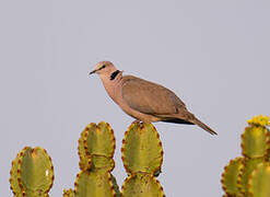 Ring-necked Dove