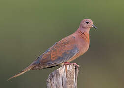 Laughing Dove