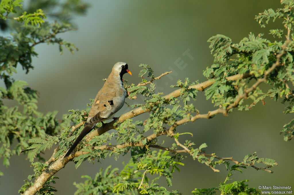 Namaqua Dove male