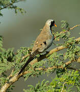 Namaqua Dove