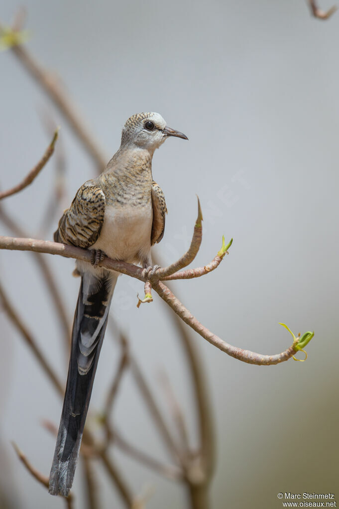 Namaqua Dove