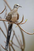 Namaqua Dove