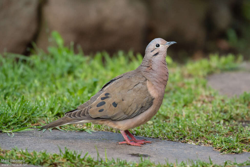 Eared Doveadult, identification