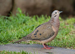 Eared Dove