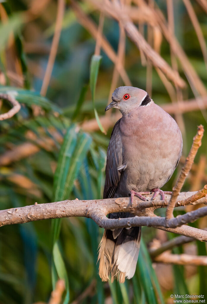 Mourning Collared Dove