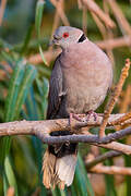 Mourning Collared Dove