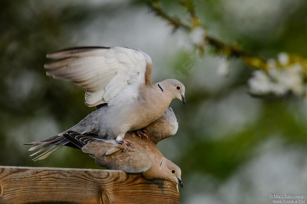 Eurasian Collared Doveadult, mating.