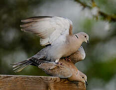 Eurasian Collared Dove