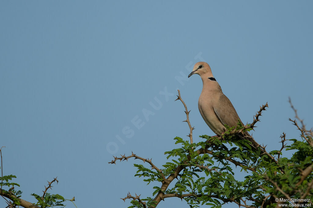 Vinaceous Dove