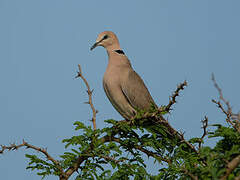 Vinaceous Dove