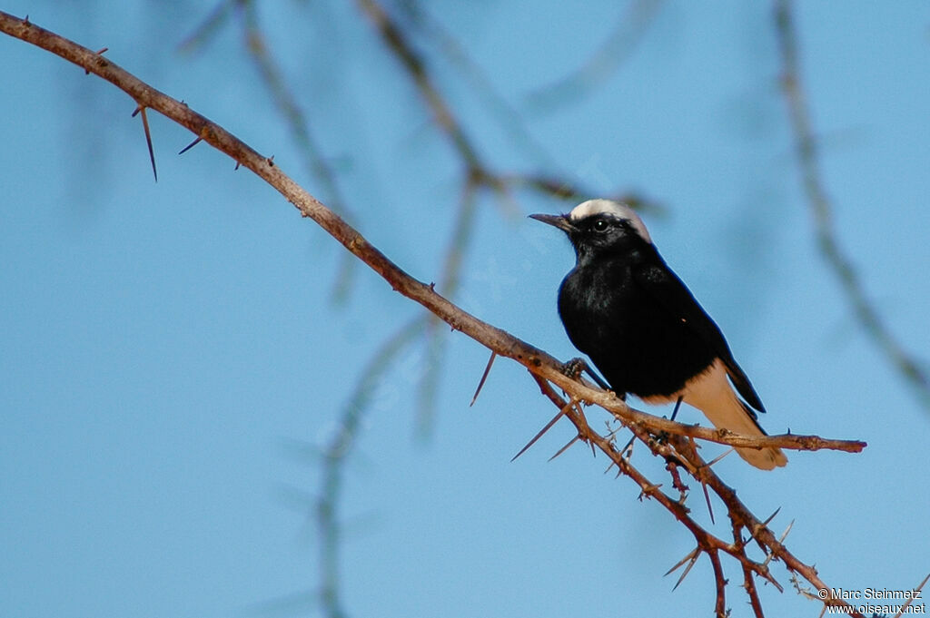 White-crowned Wheatear