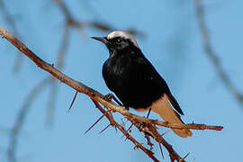 White-crowned Wheatear