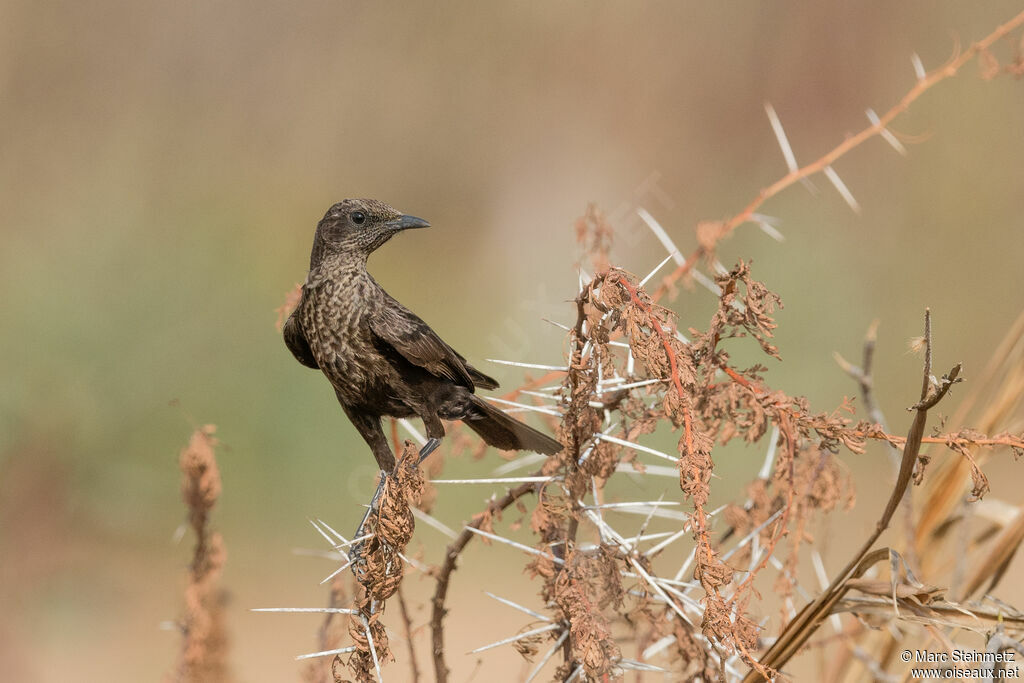 Anteater Chat