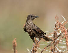 Anteater Chat