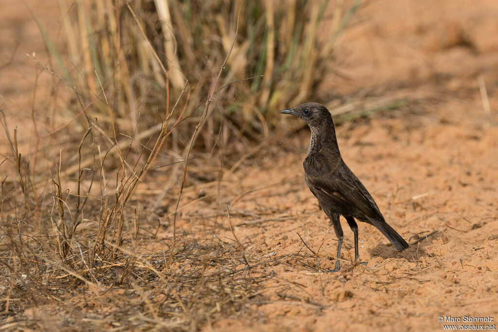 Anteater Chat