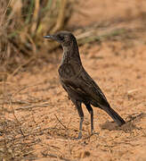 Anteater Chat