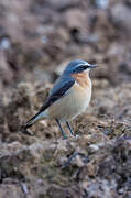 Northern Wheatear