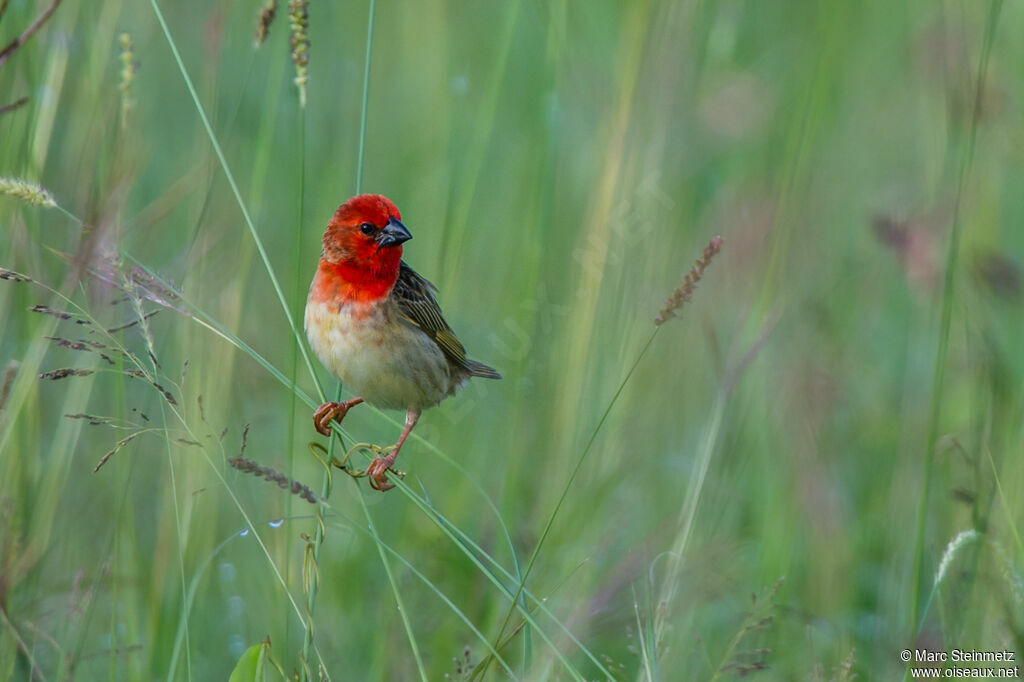 Cardinal Quelea