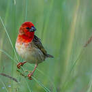 Travailleur cardinal