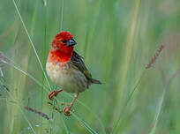 Travailleur cardinal